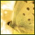 Vandixontik