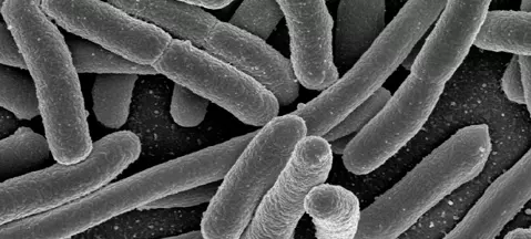 LPG z bakterii